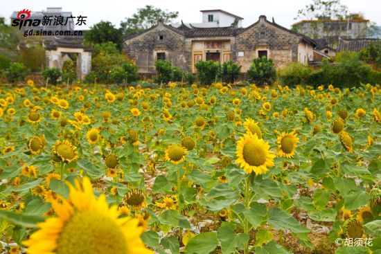 古建筑与向日葵田 古建筑与向日葵田