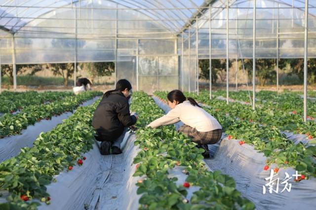 华农互联休闲观光农业基地内，游客采摘草莓。陈泽铭 摄