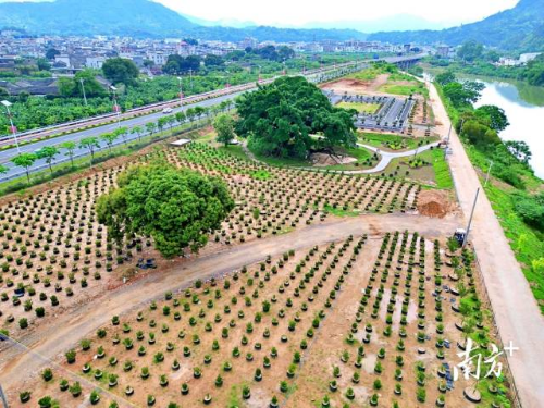 黄杨种植基地。
